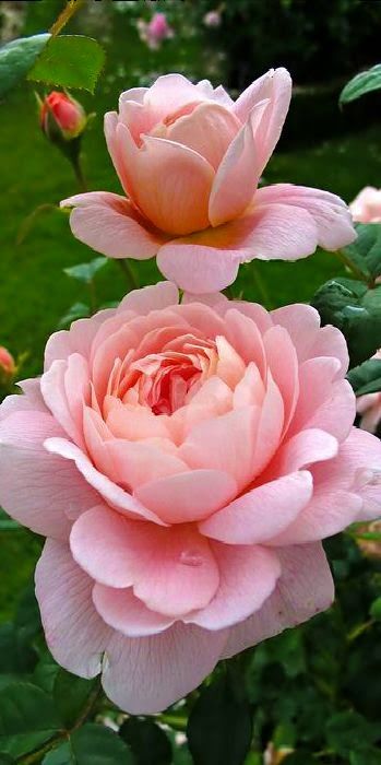 Queen of Sweden Roses
