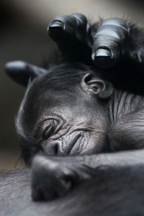 Sweet baby sleeping