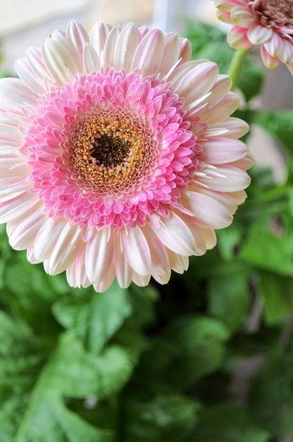 STRAWBERRY LOLLIPOP GERBERA DAISY