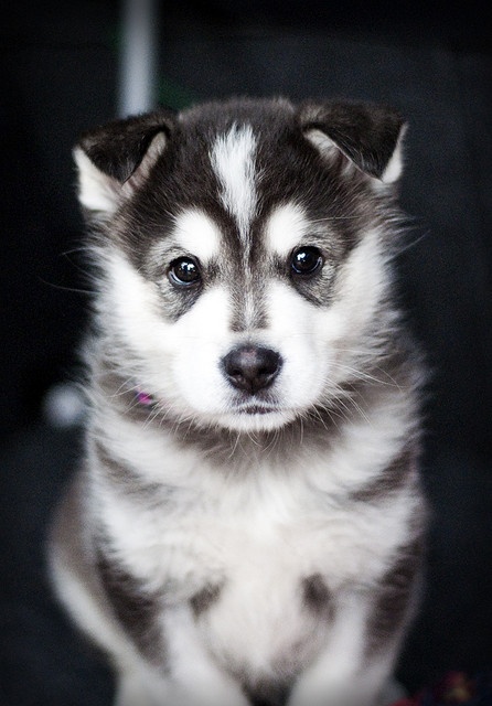 Beautiful Akita Puppy #dog #akita #animal