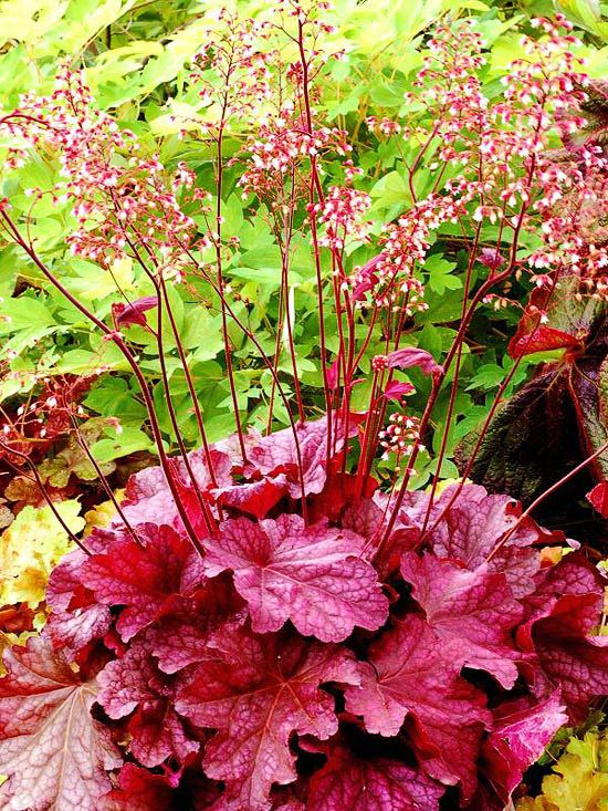 Coralbells This front-of-the-bed favorite offers a multitude of charms. The tiny flowers, borne on stalks above the leaves, appear in late spring. Coralbells like sun or partial shade