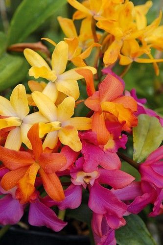 Hawaiian Orchids