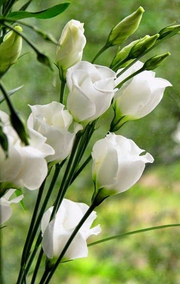 Eustoma