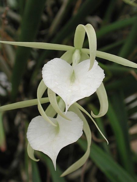 *brassavola nodosa aka Lady of the Night orchid.