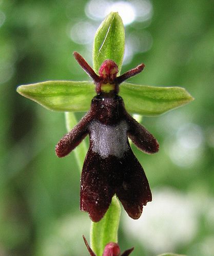 Fly Orchid- wow!