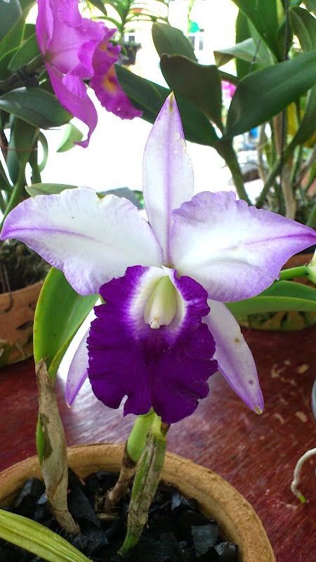 Blue Hawaii, Orchid