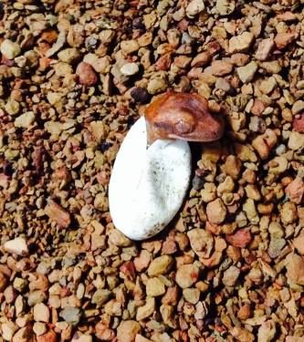 baby crested gecko hatching