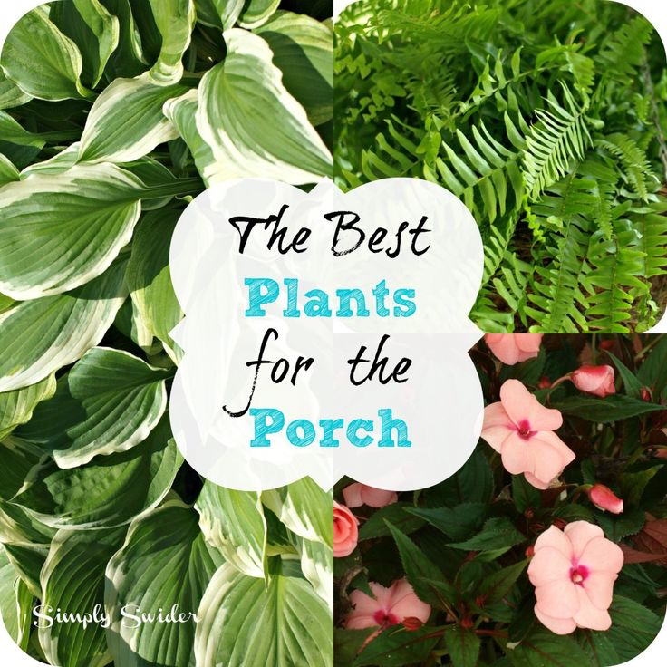 Best plants for the porch - hostas, boston fern, and impatience