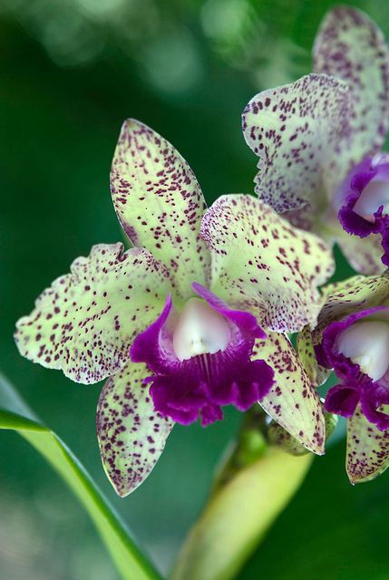Orchid