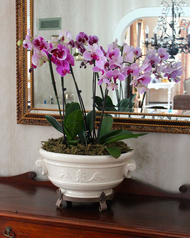 Orchids, particularly phalaenopsis orchids have become a staple houseplant in the last few years. As the price dropped to a reasonable cost, more and more people have been buying orchids. And since the flowers can last up to three months, the more expensi