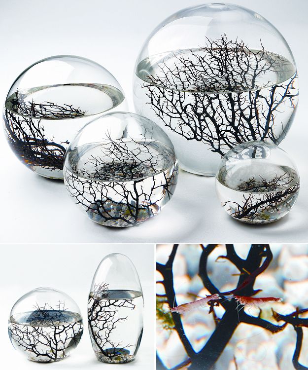 Ecosphere	  The amazing EcoSphere is the original self contained aquatic ecosystem. Enclosed in glass, this miniature ecosystem is self sustaining with the perfect balance of animal and plant life. Not only are they pieces of art and a novelty, they'r