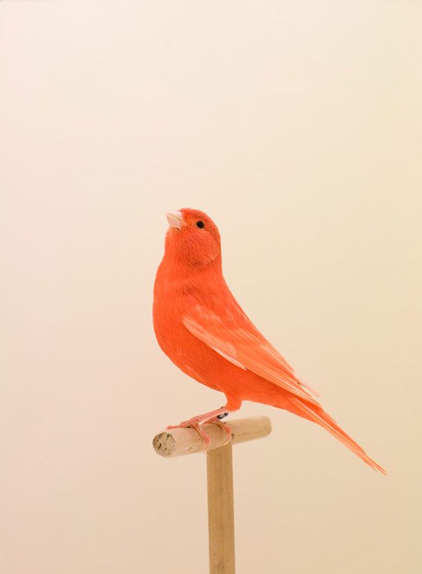 Color inspiration. The Incomplete Dictionary of Show Birds: Photos by Luke Stephenson