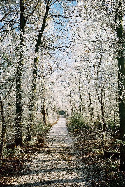 Winter path ....   ..rh