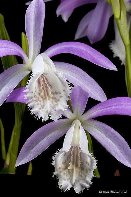 Pleione Formosana Orchid