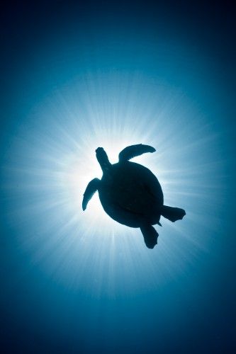 Turtle is the oldest symbol for the Earth. It is the personification of goddess energy and the eternal Earth itself.  If you have a Turtle totem, you must be mindful of returning to the Earth what she has given you. Honor the creative source within you. U