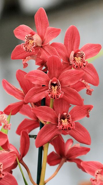 Orchids