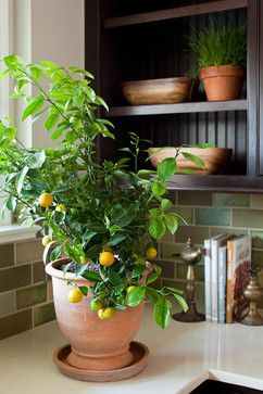 Indoor citrus make the room smell delicious, clean the air and make for easy harvesting all year round