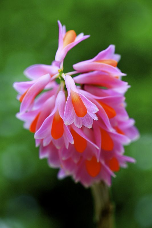 Dendrobium pseudoglomeratum