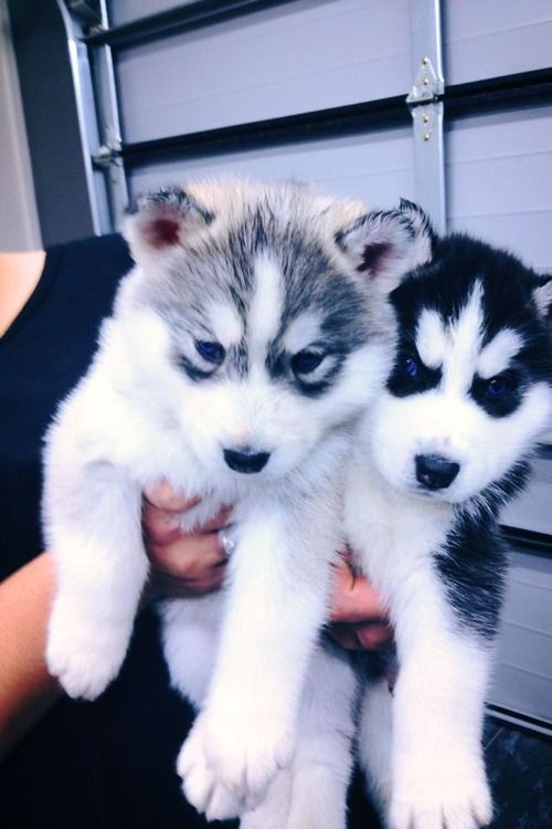 Adorable husky puppies