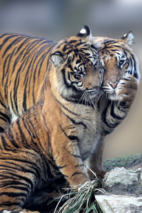 Tiger love-Christopher