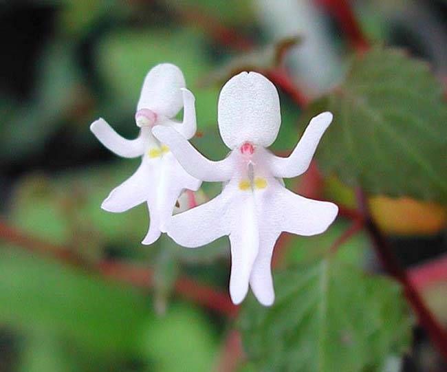 23 Rare Flowers That Look Almost Nothing Like Flowers.