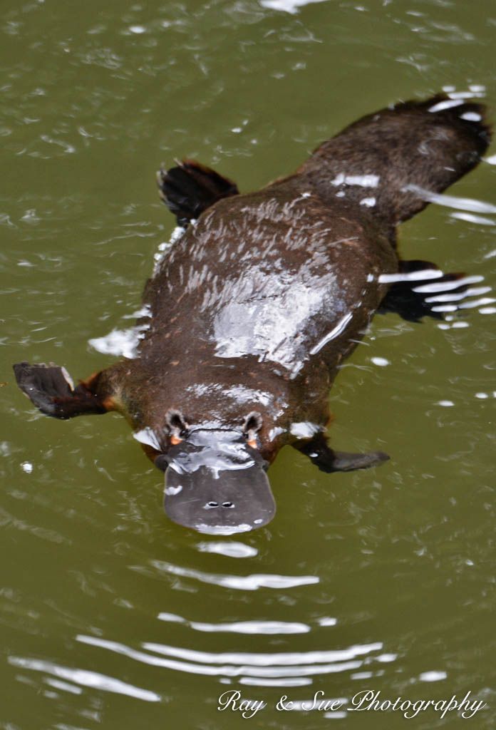 SPOT PLATYPUS IN THE WILD - Shy, elusive, easily frightened and creatures of dawn and dusk, the Platypus is notorious for being nearly impossible to spot in the wild..