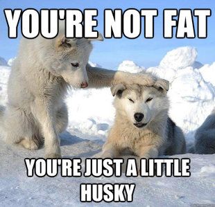 Awh, little #dog, you not fat, you're just a little #husky !