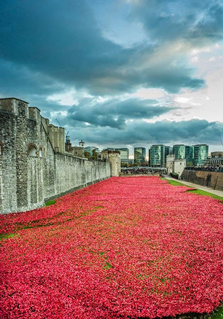 The Tower of London Poppies: Blood Swept Lands and Seas of Red