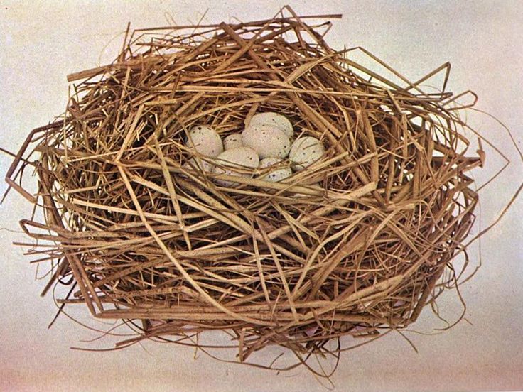 how to build a birds nest with accuracy - Google Search