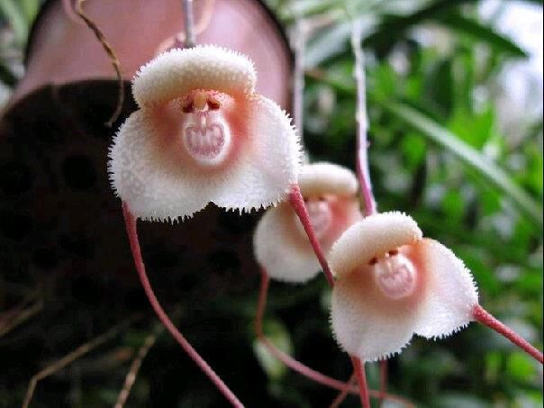 The Rare And Mysterious Grinning Monkey Orchid's! Gee! I'll have to look into orchids a little more. What a fascinating plant.