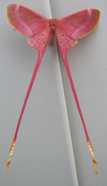 a moth