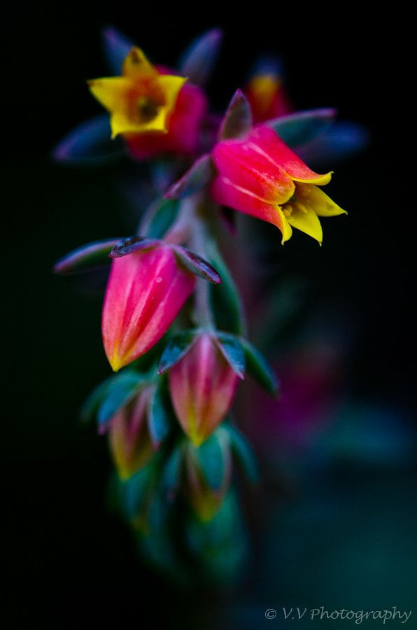 bviously they arent these colors, but yellow inside and soft pink outside, but this is the flower i have on my succulent! and its so weird i just want to see what its called!