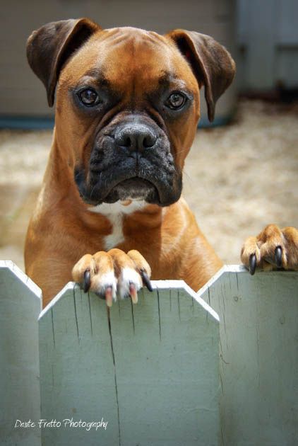 Handsome Boxer