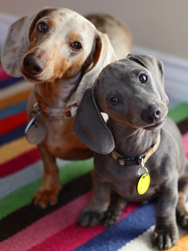 Doxies