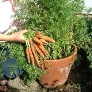Carrots are easy to grow in pots.  Great for small spaces or questionable ground soil.  Interested in knowing what else to plant this month?