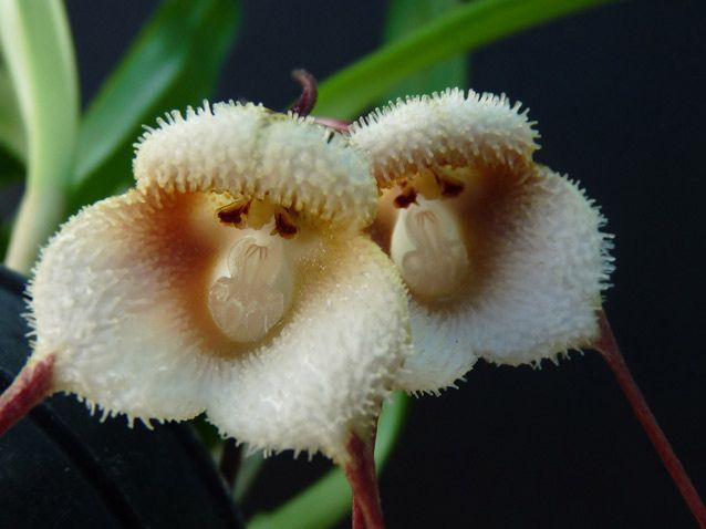Dracula saulii is an epiphytic orchid in the genus Dracula. And these two look like a pair of monkeys...!