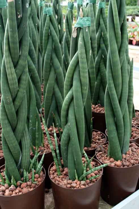 Braided Sansevieria cylindrica