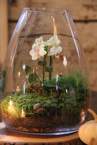 I think I might try to make a Terrarium. Hopefully it will turn out to look somewhat like the picture :)