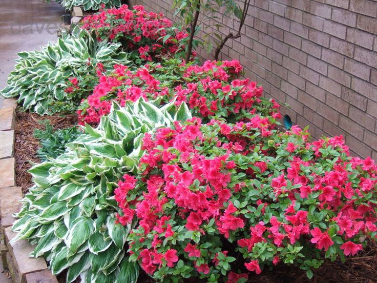 azaleas and hostas