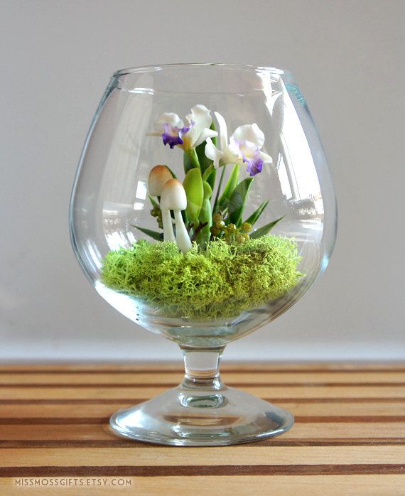 Tiny Tropical Cattleya Orchid Terrarium by Miss Moss