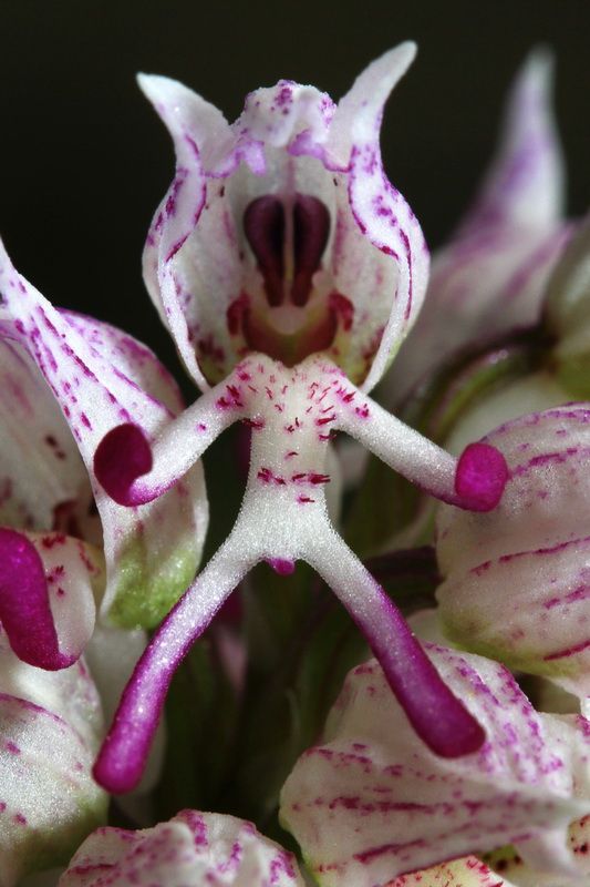 beautiful orchid, does look like space alien.