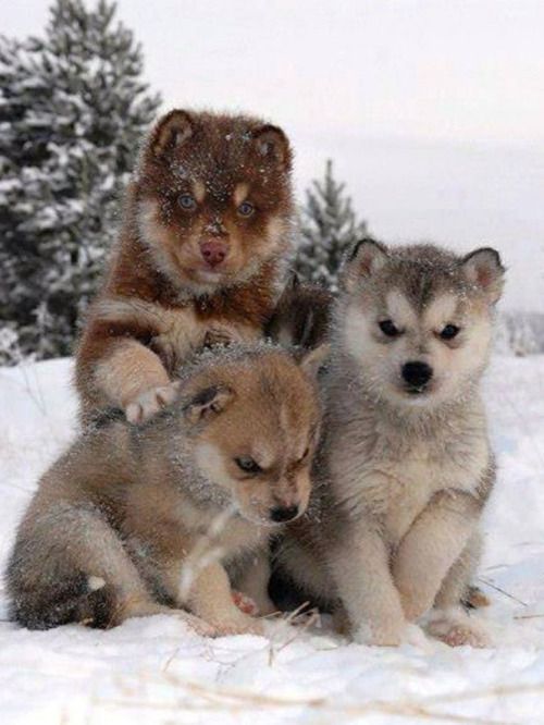 Husky Puppies ~ In The Snow.