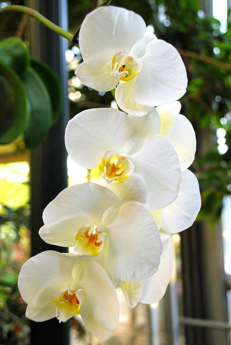 Sweet Orchids
