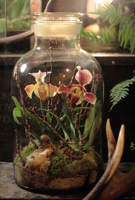 chid terrariums...