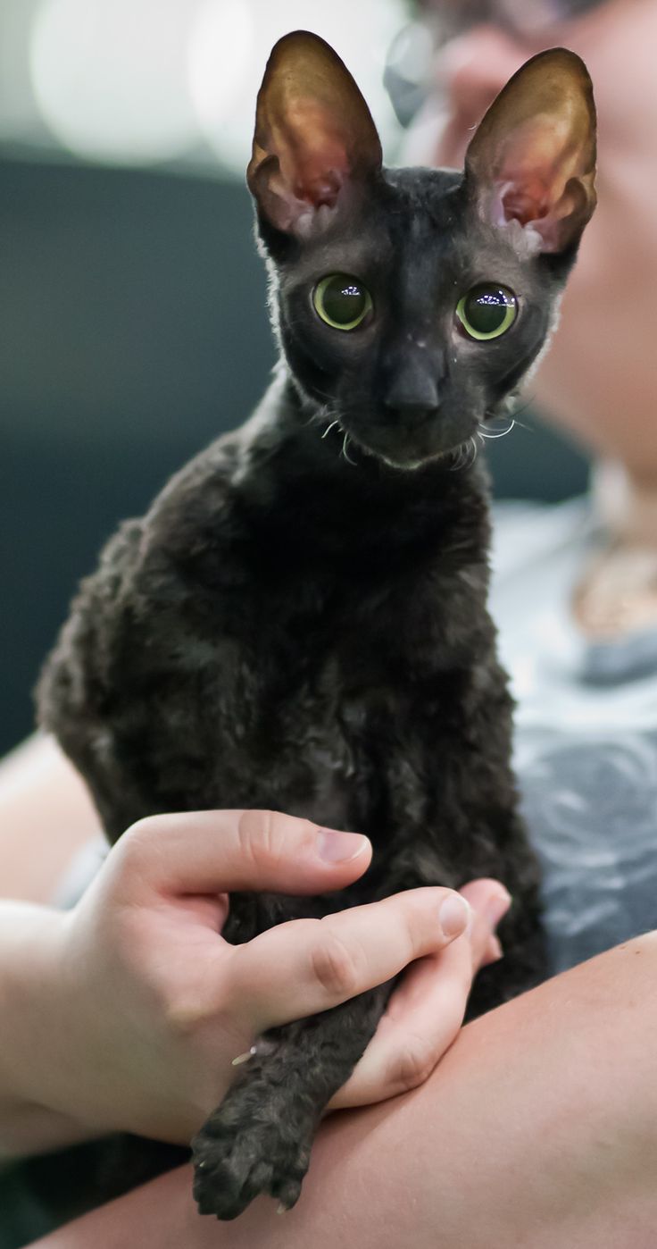 Cornish rex