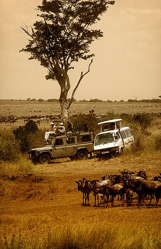 Safari
