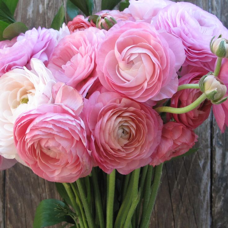 'Lush Us' - pink ranunculus. Get 'em before they're all gone!