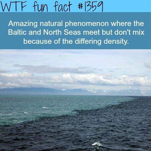 Wtf fun facts