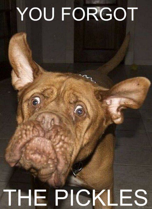 sweet animals with captions | cute captions 26 Funny Animals Are Even Funnier With These Captions ...