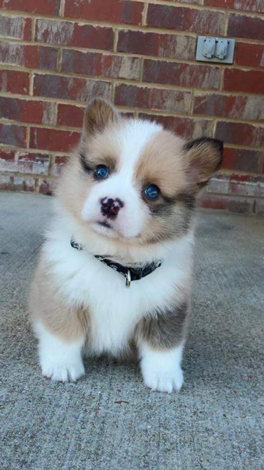This little lady who has ears that are so adorable the entire population of planet Earth has been overcome with cuteness. | 27 Puppies Who Are Too Cute To Be Real